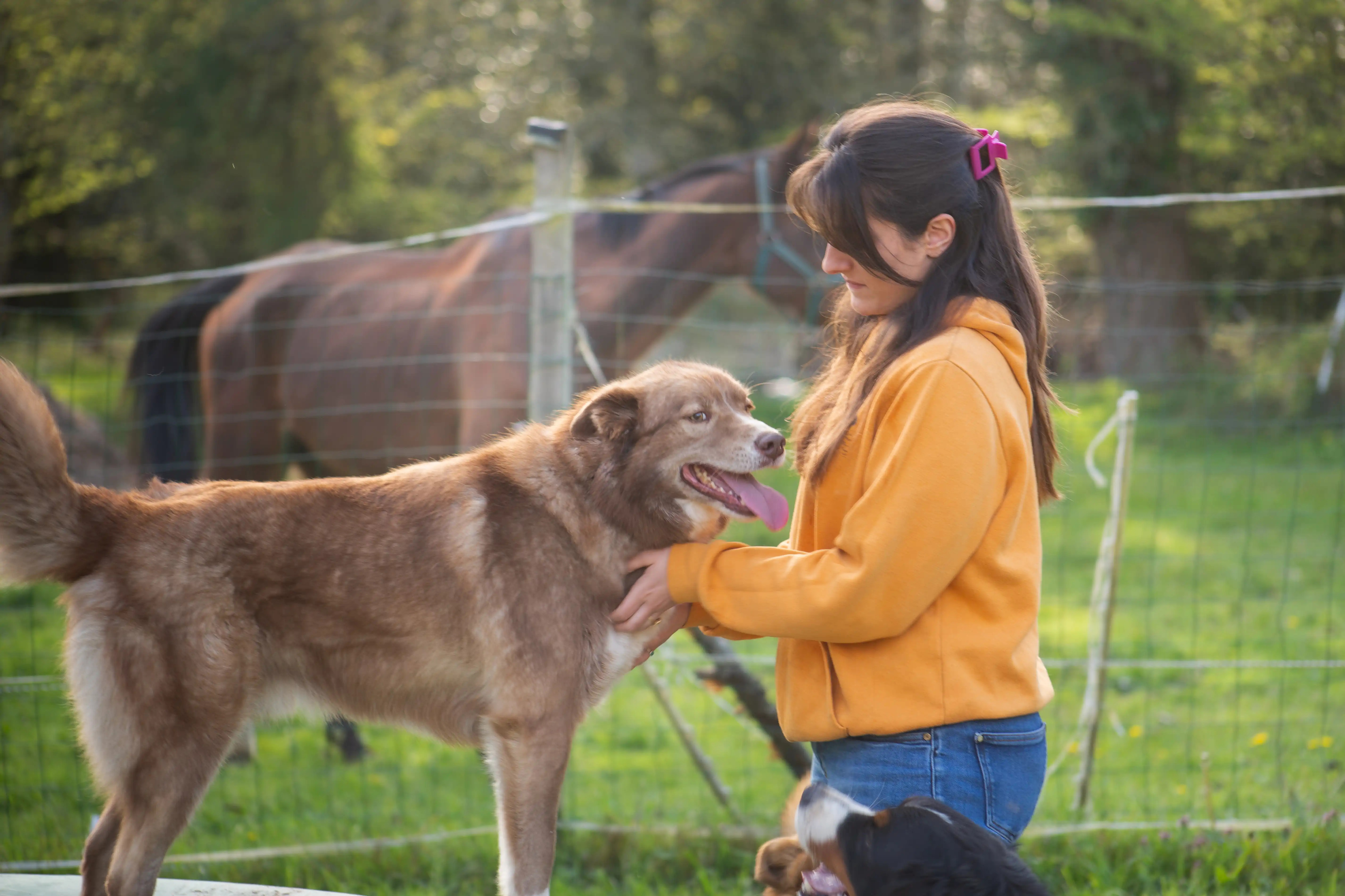 petsitter (4)
